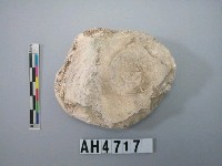 藏品(中型螺蓋製貝刮器)的圖片